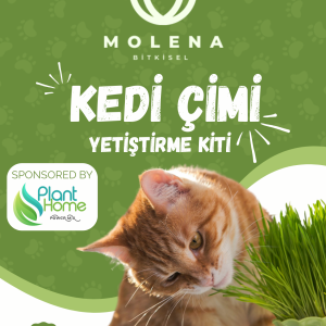 Molena Kedi Çimi Yetiştirme Kiti - Renkli Saksılarda Kolay ve Sağlıklı Çim Keyfi
